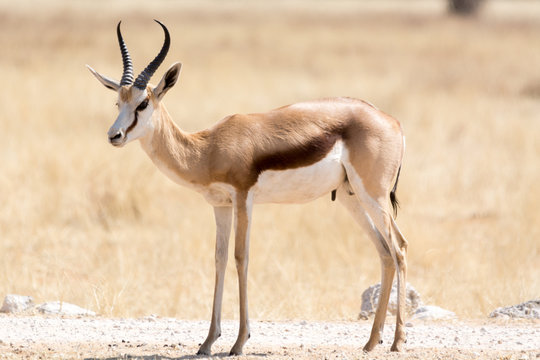 springbok on gravel road