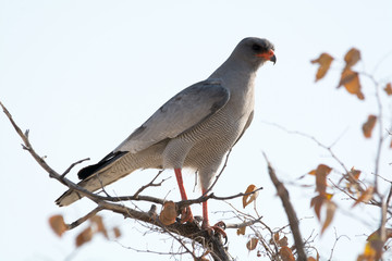 pale chanting goshawk in tree