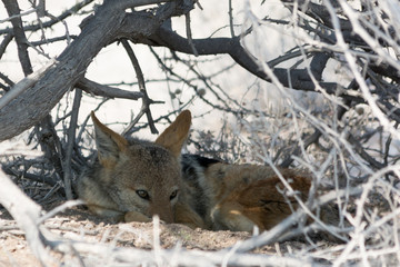 lazy blackbacked jackel hiding in bush