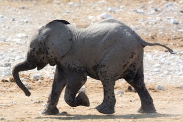 young elephant running