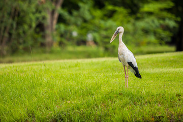 Great egret on the grass in the public park.