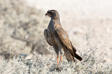 bird of prey
