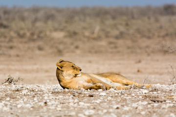 relaxed female lion