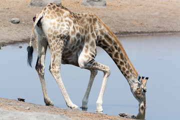 giraffe drinking at waterhole