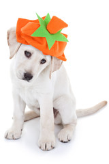 Thanksgiving or Halloween Pumpkin Dog