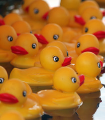 Rubber Duck in Profile with Friends