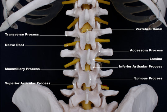 Posterior Aspect of Lumbar Spine, Labelled 