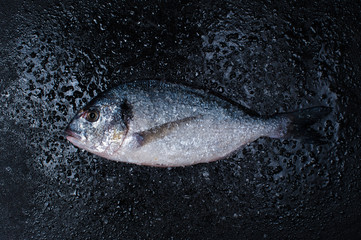 Raw dorada with salt on the dark table