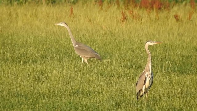 Graureiher auf M&auml;usejagd
