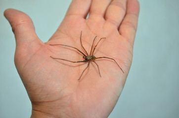 Arachnophobie