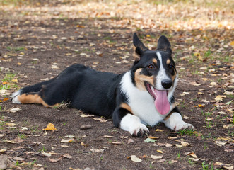 Welsh Corgi Cardigan in autumn park