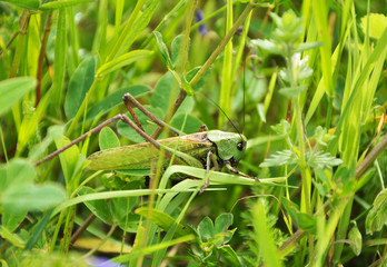 Big green grasshopper in the grass