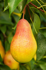 Big ripe pear on the tree