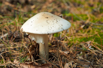 Dangerous Amanita phalloides