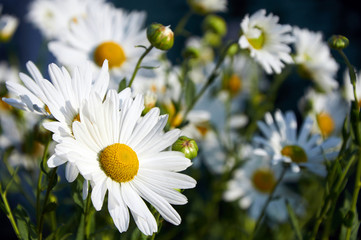 Fototapeta premium chamomile flowers