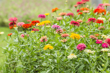 Beautiful colorful flowers field.