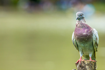 Fototapeta premium Pigeon bird on the stump with water on the background.