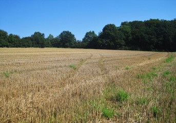 ein Weg im Stoppelfeld