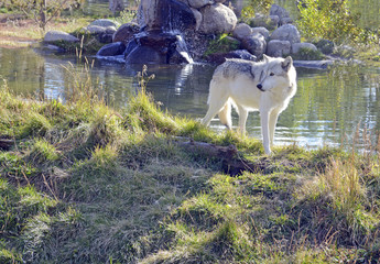 Fototapeta premium Gray wolf, an endangered species was once common in the U.S., now has a very limited range to a few nothern states and Alaska due to being extirpated by humans