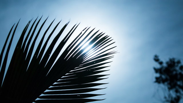 Tropical palm tree leaves at night in wind