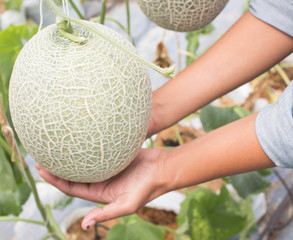 Hand melon harvest