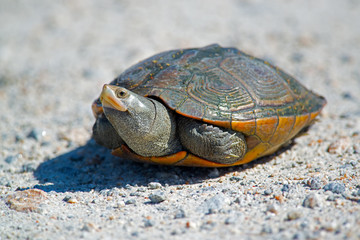 Diamondback Terrapin
