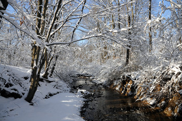 A Stream winding through the snow covered Woods