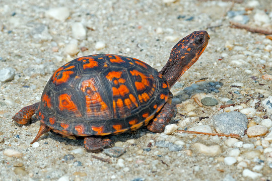 Eastern Box Turtle crossing dirt road
