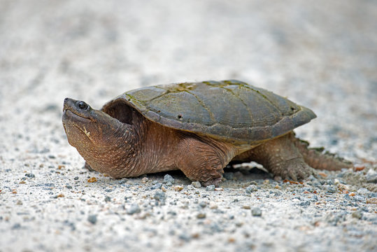Snapping Turtle on a dirt road