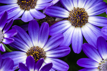Blue aster flowers with petals