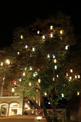 ağaç lambalarla süslenmiş