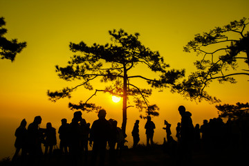 Fototapeta na wymiar Silhouette shot of pine tree and traveler on sunrise morning at Phu Kradueng National Park, Thailand.
