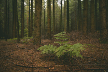 Obraz premium Fern im Wald