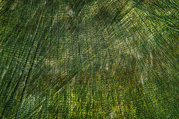 Wood texture of cut tree trunk, close-up