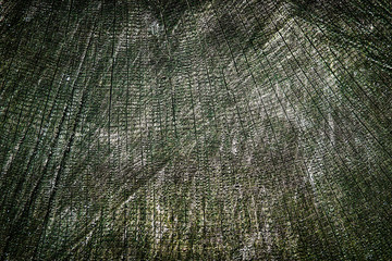 Wood texture of cut tree trunk, close-up