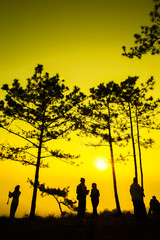 Silhouette shot of pine tree and traveler on sunrise morning at Phu Kradueng National Park, Thailand.