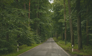 Fototapeta premium strasse drurch den Wald