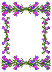 morning glory isolated on white background