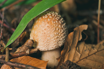 Pilz unter Gras