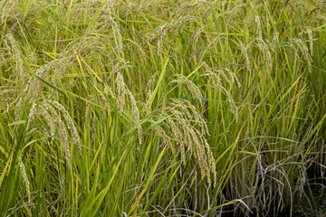Ear of rice