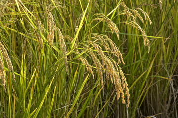 Ear of rice