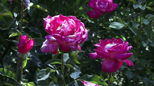 Blooms 0306: Pink roses sway in a field of green (Loop).
