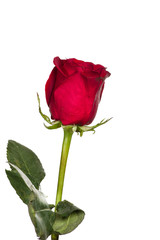 Fototapeta premium Single red rose on white
