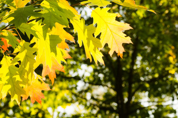 fall oak leaves