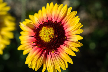 Indian blanket flower