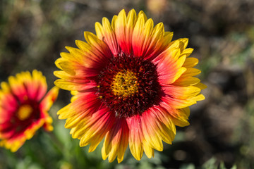 Indian blanket flower