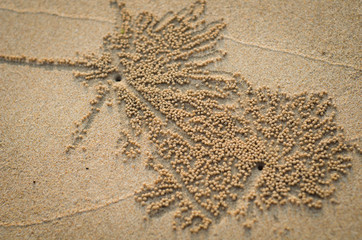 Crab's hole