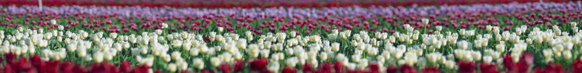 Tulips field