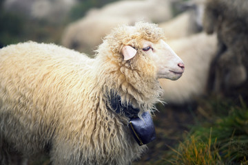 Shepherds and sheep Carpathians