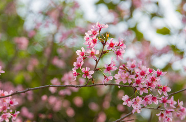 Pink sakura blossoms Bokeh background